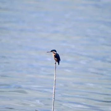 Malachite Kingfisher Stock Photos