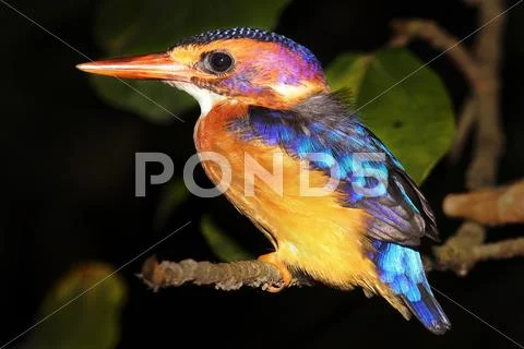 Malachite Kingfisher rests on the banks of the Nile River in Uganda, Africa. Stock Photos