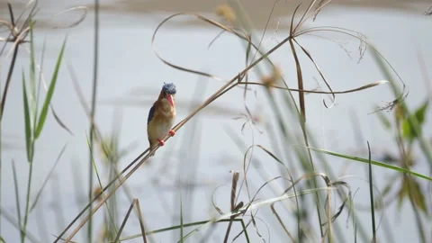 Malachite Kingfisher shuffles down reed to get more stable as it sways in breeze Stock Footage 219225964