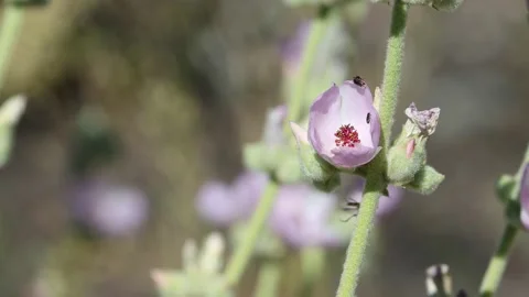 MALACOTHAMNUS ORBICULATUS BLOOM Stock Footage 205480264