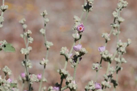 MALACOTHAMNUS ORBICULATUS BLOOM Stock Photos