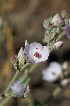 MALACOTHAMNUS ORBICULATUS BLOOM Stock Photos