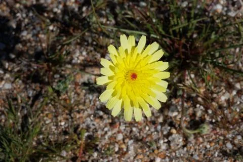 MALACOTHRIX GLABRATA BLOOM Stock Photos