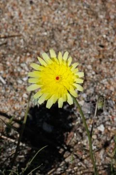 MALACOTHRIX GLABRATA BLOOM Stock Photos