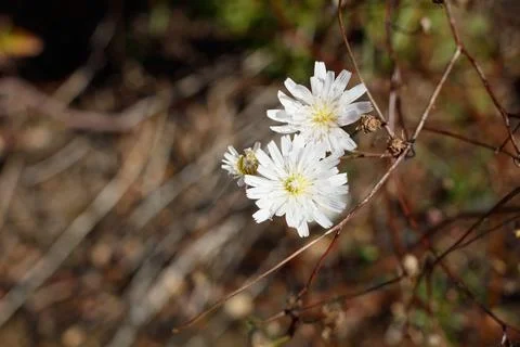 MALACOTHRIX SAXATILIS BLOOM Stock Photos
