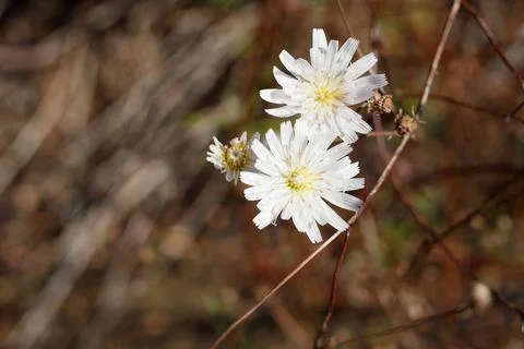 MALACOTHRIX SAXATILIS BLOOM Stock Photos