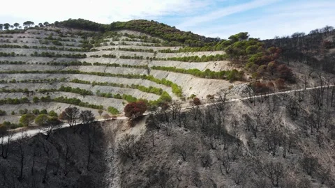 Malaga 01 - mountains burned forest 03 Video stock 255050779