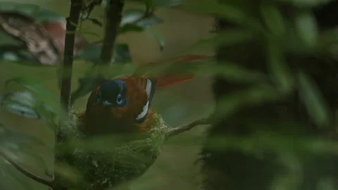Malagasy paradise flycatcher, Terpsiphone mutata, rare bird from Madagascar. Fly Stock Footage 220264875