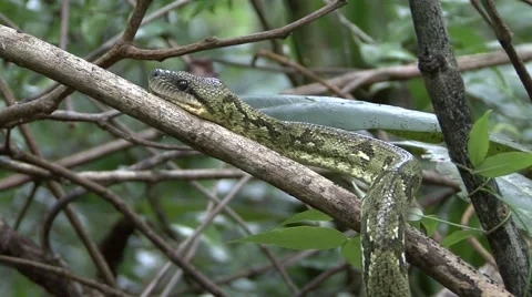 Malagasy tree boa move in tree 2 Stock Footage 55697939