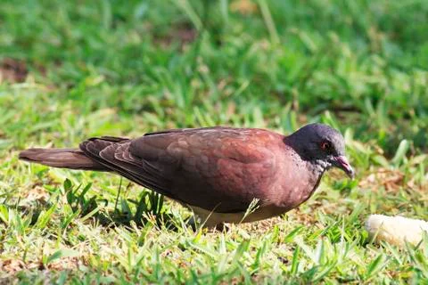 Malagasy turtle dove Stock Photos