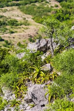 Malagasy vegetation Stock Photos