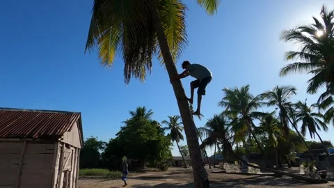 Malagasy young man climbs down a coconut palm tree in local village Stock Footage 308809041