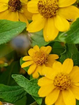 Malampadum Stock Photos