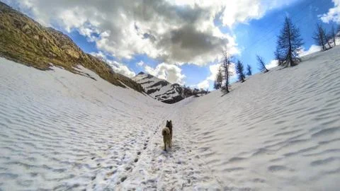Malamut in the alps Stock-Fotos