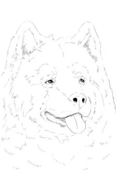 Malamute portrate Stock Illustration