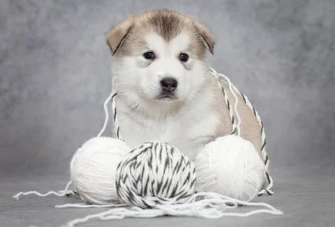 Malamute puppy with a ball of string Stockfoto's