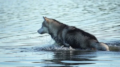 Malamute in the river, slow motion Video stock 133712889