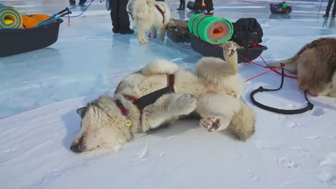 Malamute roll on back on white snow, sled dogs equipped in harness, expedition Stock Footage 167079551