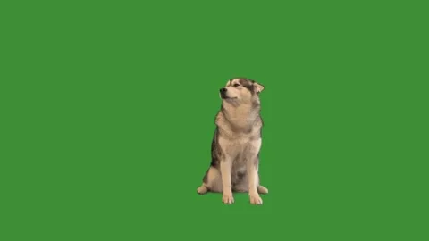 Malamute sits on green screen Vídeos de archivo 95676283