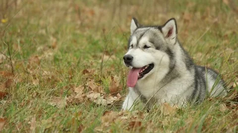 Malamute, slow motion 库存影片 97928923