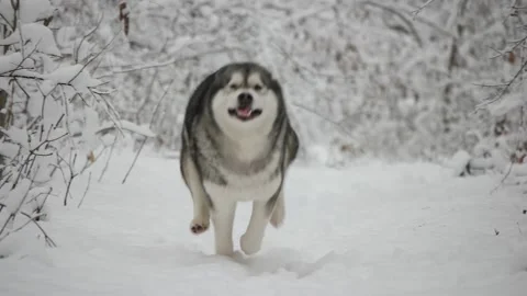Malamute in winter 스톡 동영상 99862528