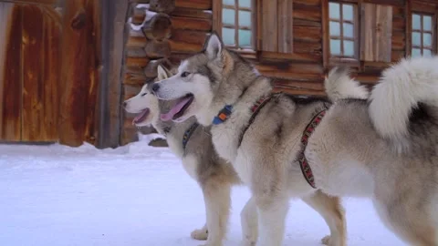 Malamutes, Huskies in harness, ready to pull sled wanting to run. Cute muzzles   Stock Footage 317963322
