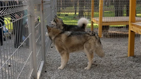 Malamutes stand in a cage with bars. Stock Footage 118286071