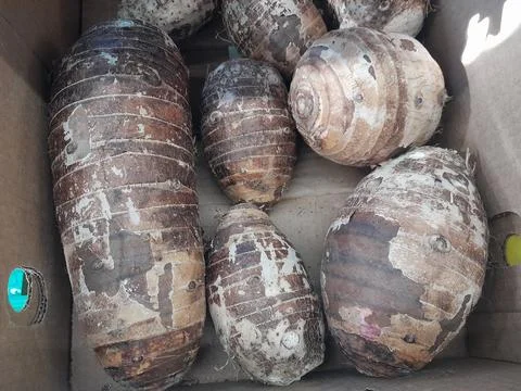 Malanga Taro root vegetable. Stock Photos