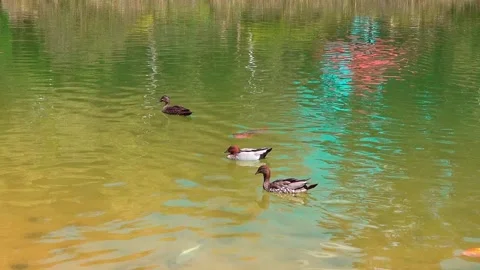 Malard Ducks Stock Footage 282846887