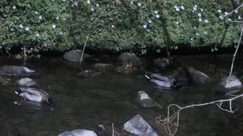 Malard Ducks On River Stock Footage 178592545