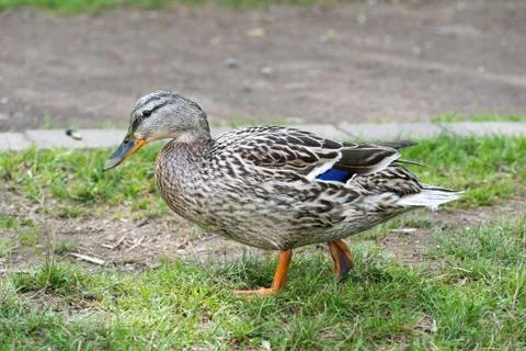 Malard (wild duck) in spring 2016 Stock Photos