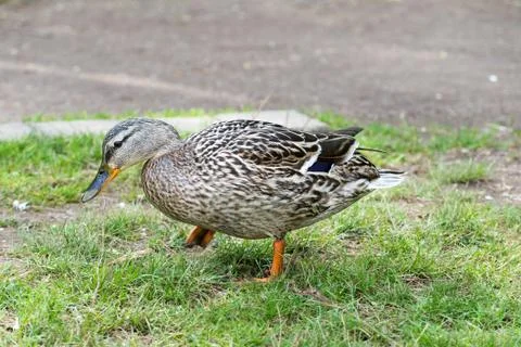 Malard (wild duck) in spring 2016 Stock Photos