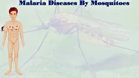 Malaria Diseases  by  Mosquitoes Stock Footage 296881005
