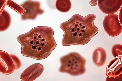 The malaria-infected red blood cell Stockillustratie