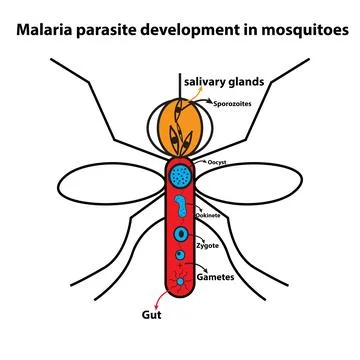 Malaria parasite Stock Illustration