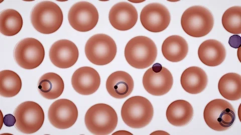 Malaria parasites inside red blood cells microscope loop Stock Footage 343137331