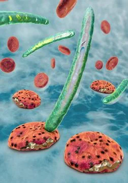 Malaria pathogen causing malaria illness Stock Illustration