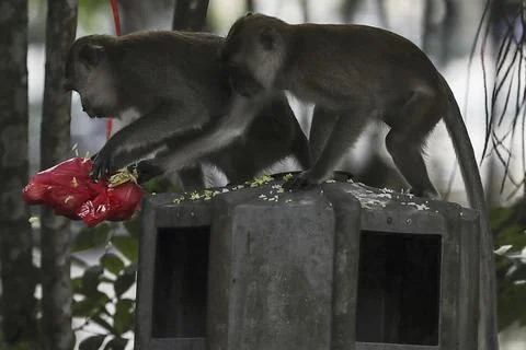 Malaria spread by Long-tailed Macaques in Malaysia, Putrajaya - 18 Apr 2018 Stock Photos