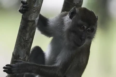 Malaria spread by Long-tailed Macaques in Malaysia, Putrajaya - 18 Apr 2018 Stock Photos