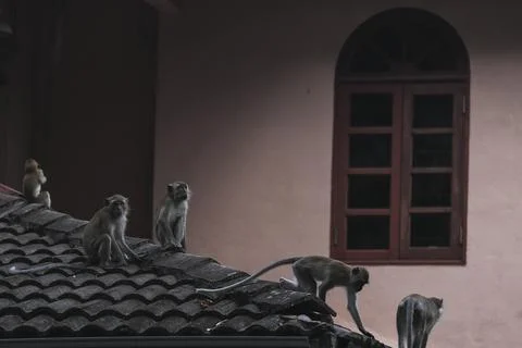 Malaria spread by Long-tailed Macaques in Malaysia, Putrajaya - 18 Apr 2018 Stock Photos