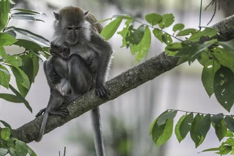 Malaria spread by Long-tailed Macaques in Malaysia, Putrajaya - 18 Apr 2018 Stock Photos