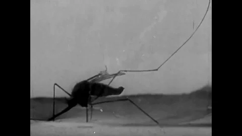 Malaria is spread through the anopheles mosquito. Stock Footage 86174993