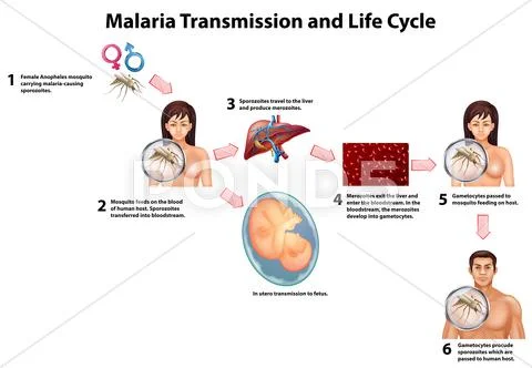 Malaria Transmission and Life cycle Stock Illustration