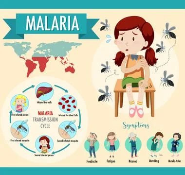 Malaria transmission cycle and symptom information infographic Stock-Illustration
