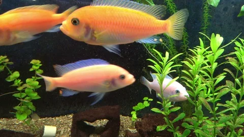 Malawi 01 4K Vidéo 123278869