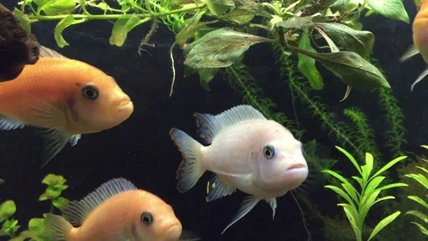 Malawi 02 Vidéo 123279282