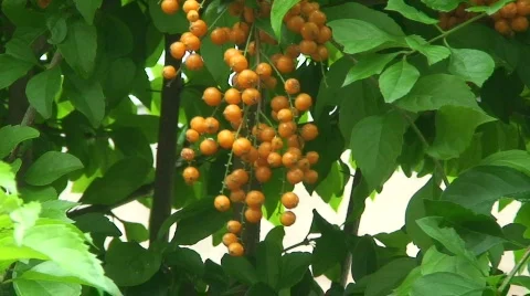 Malawi: african berries on a tree Stock Footage 740619