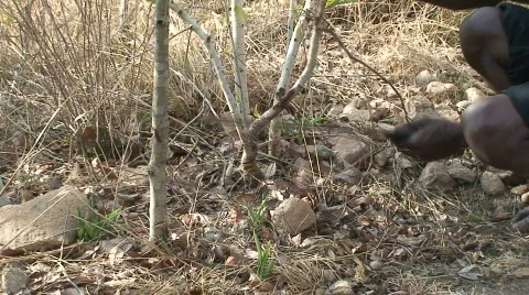 Malawi: african man cuts a tree Stock Footage 290148