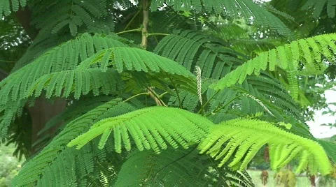 Malawi: african shadow tree 1 Stock Footage 740665