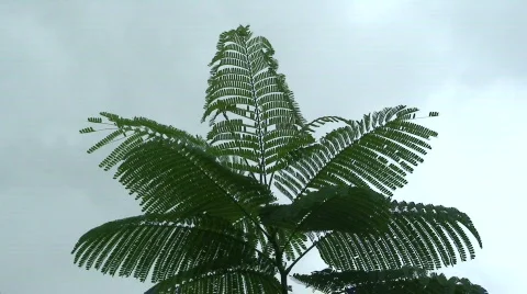 Malawi: african shadow tree 2 Stock Footage 740652